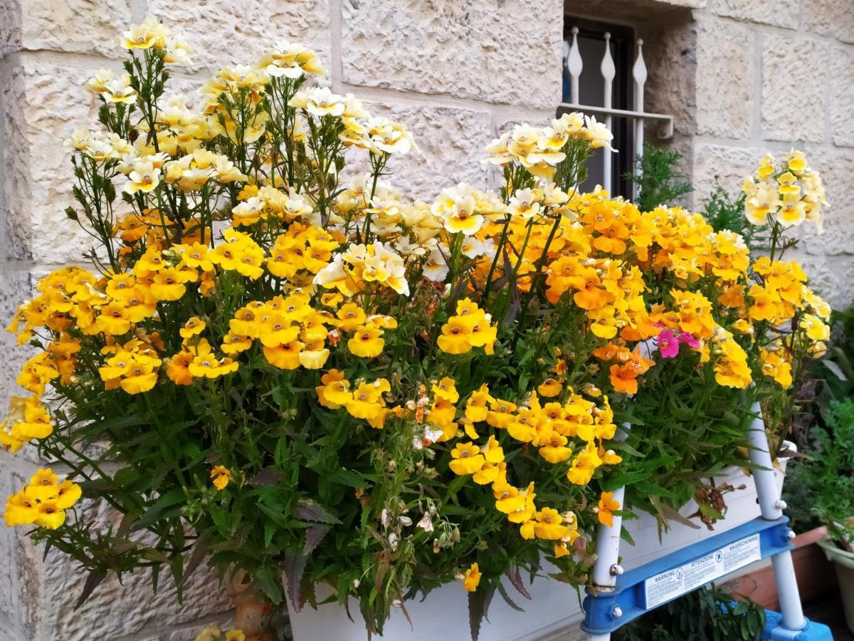 شقة Cozy Garden القدس المظهر الخارجي الصورة
