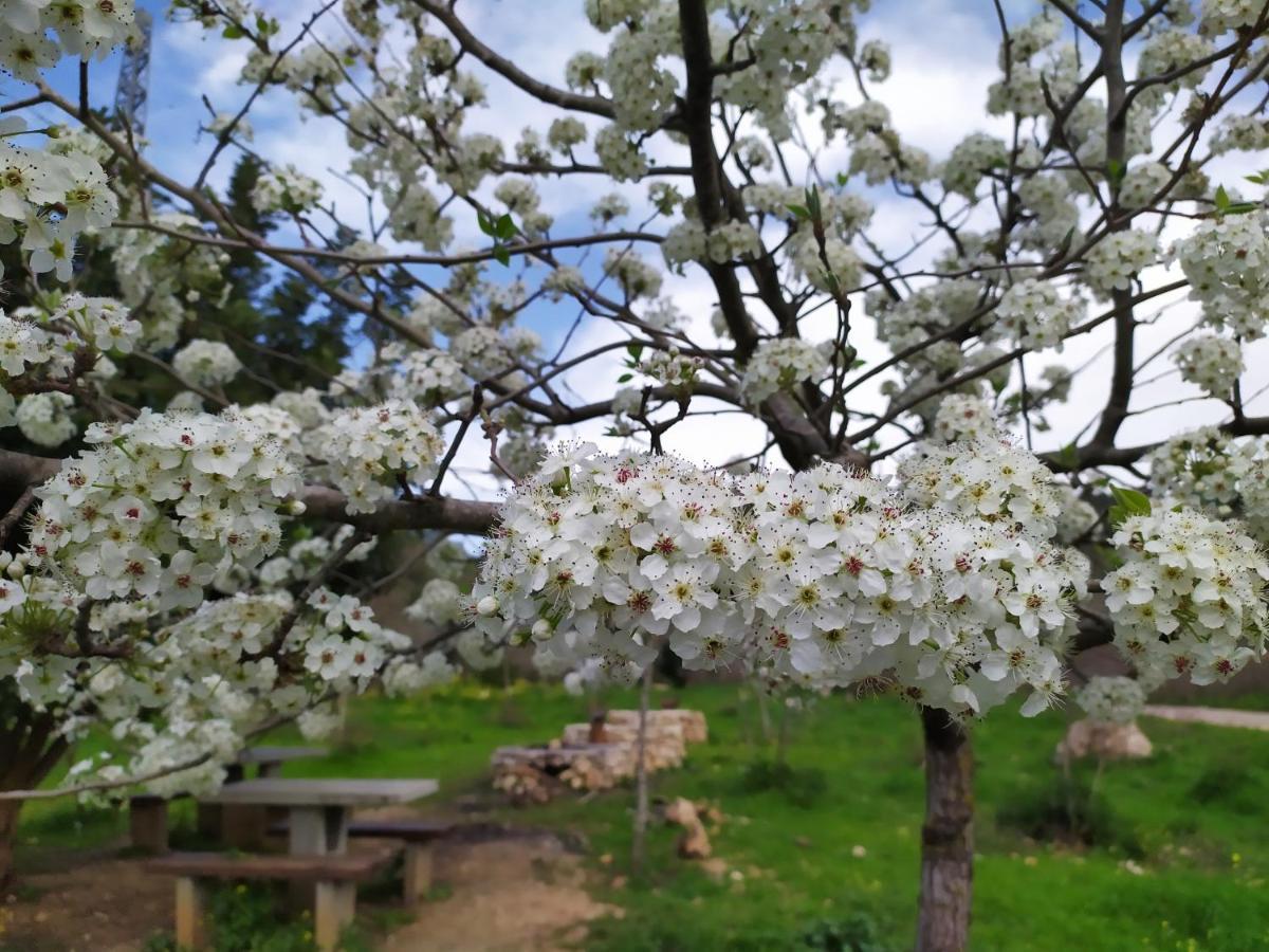 شقة Cozy Garden القدس المظهر الخارجي الصورة