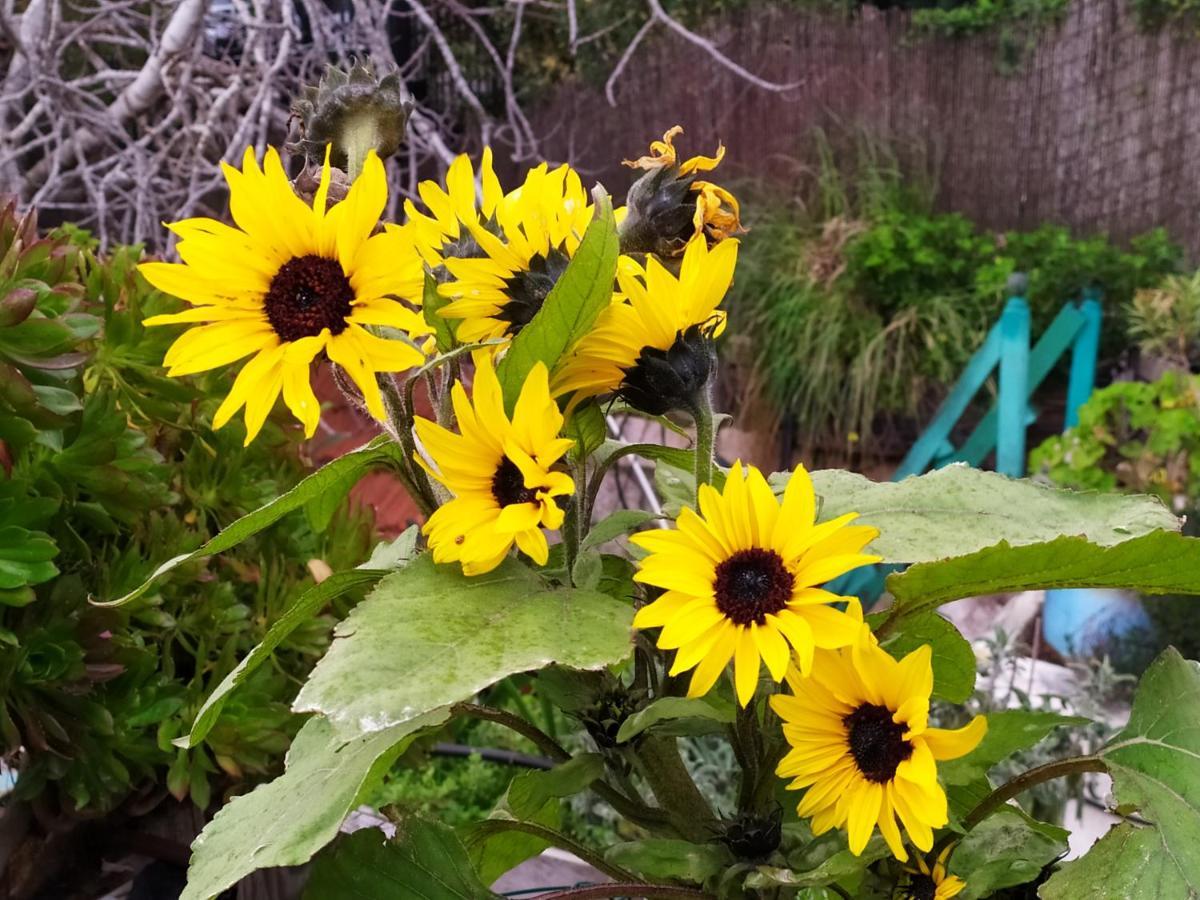 شقة Cozy Garden القدس المظهر الخارجي الصورة